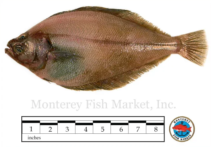 sand dab