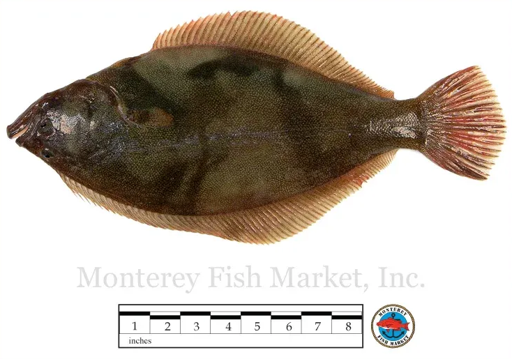 sand sole