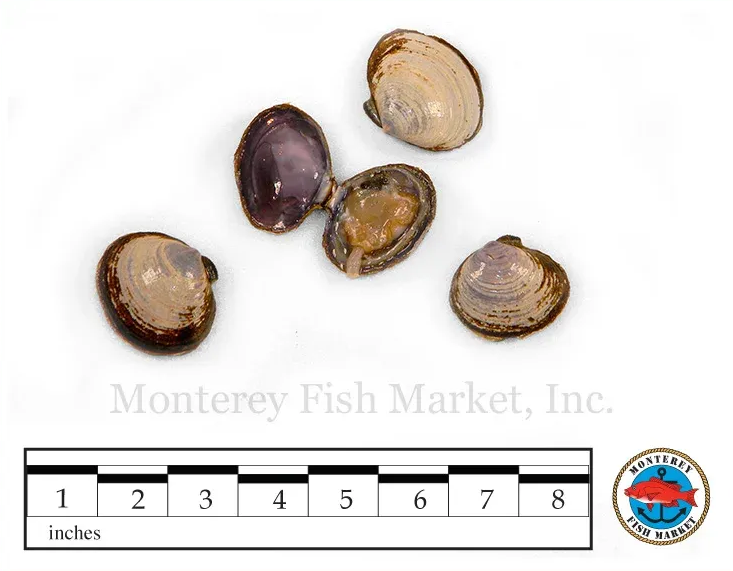 Savory Clam