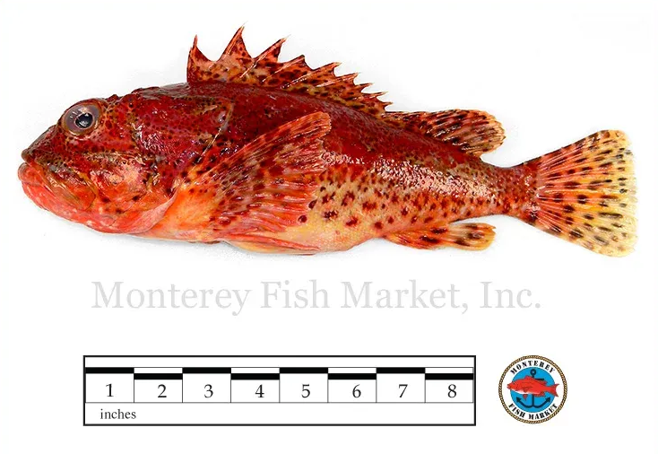 scorpion fish