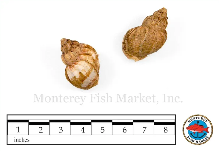 Whelk