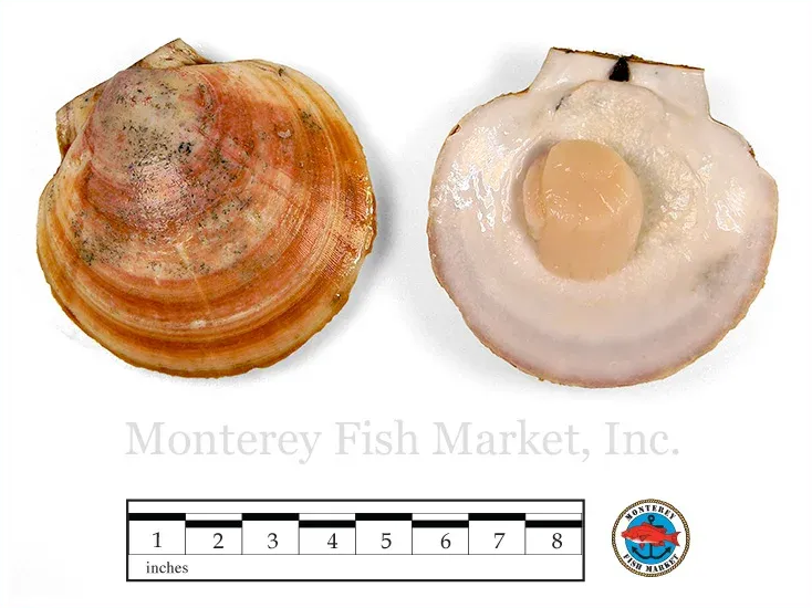 Sea Scallop