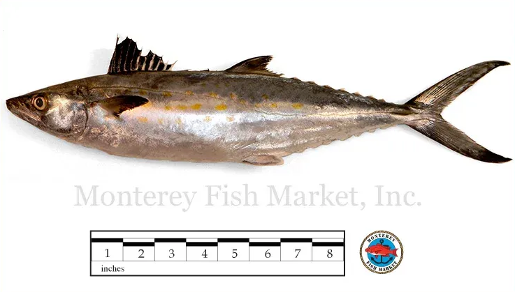 sierra mackerel