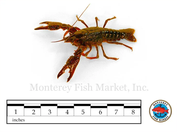 Signal Crayfish