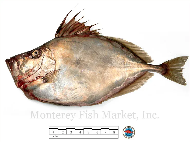 silver dory