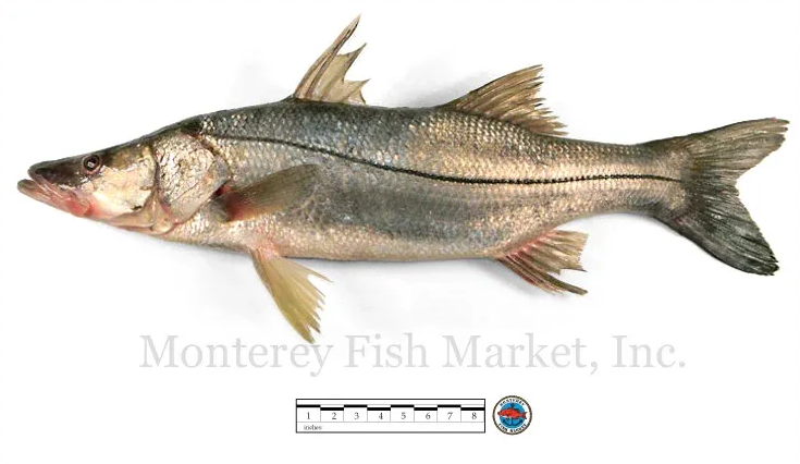 snook
