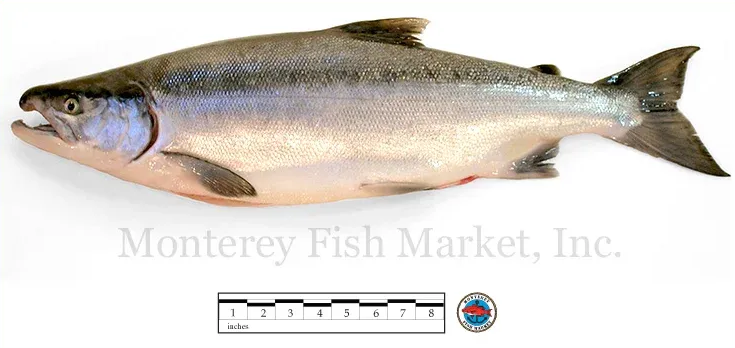 sockeye salmon
