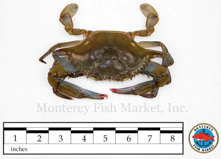 Softshell Blue Crab