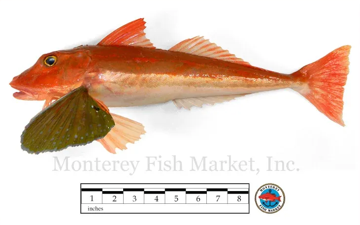 Chelidonichthys kumin (Bluefin Gurnard)