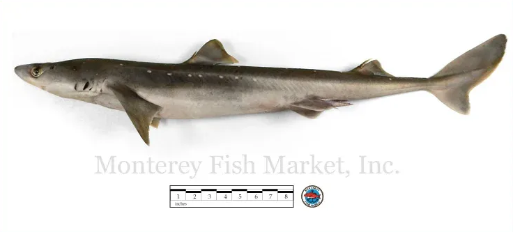 spiny dogfish