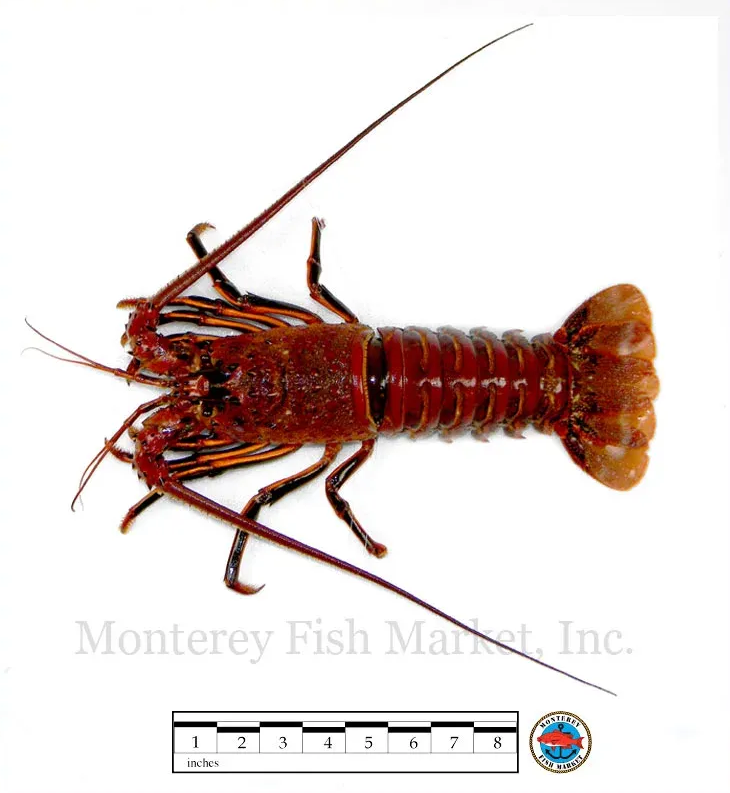 Spiny Lobster
