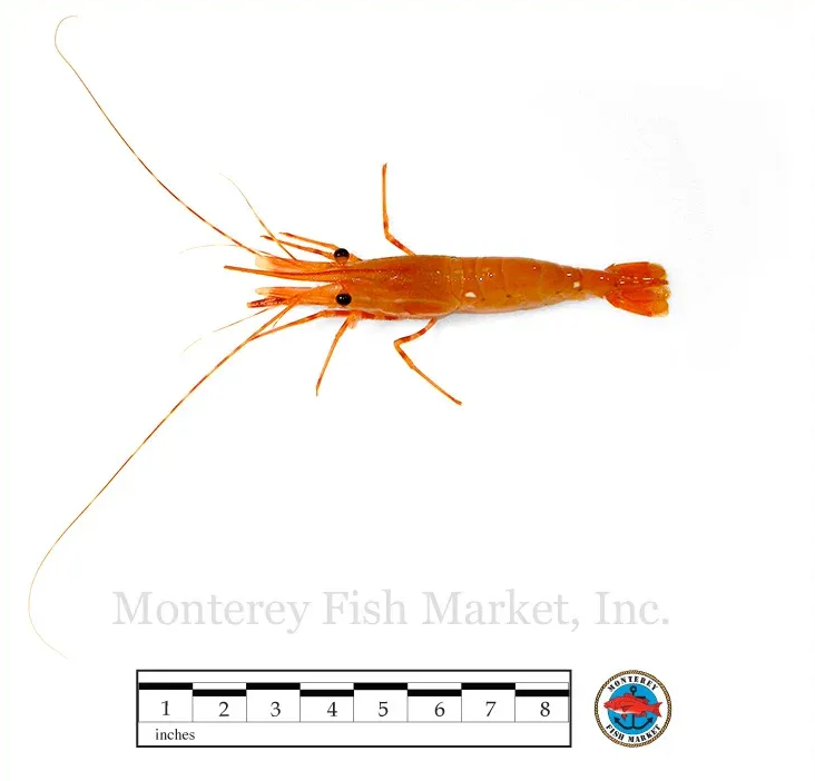 Spot Shrimp