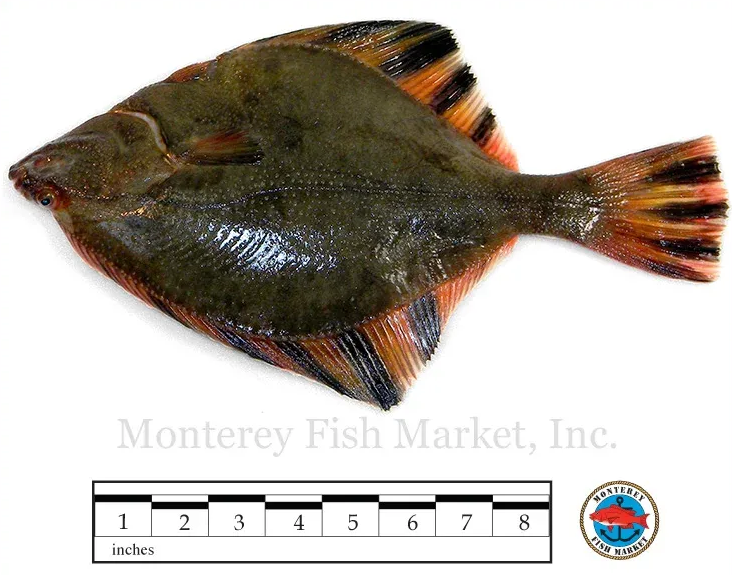 starry flounder