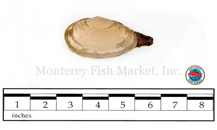 steamer clam