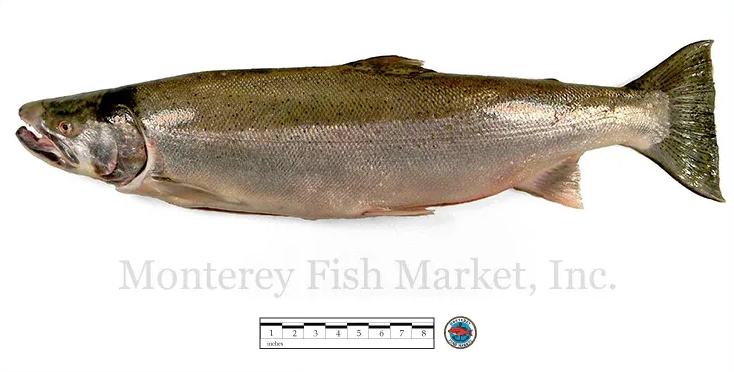 steelhead trout