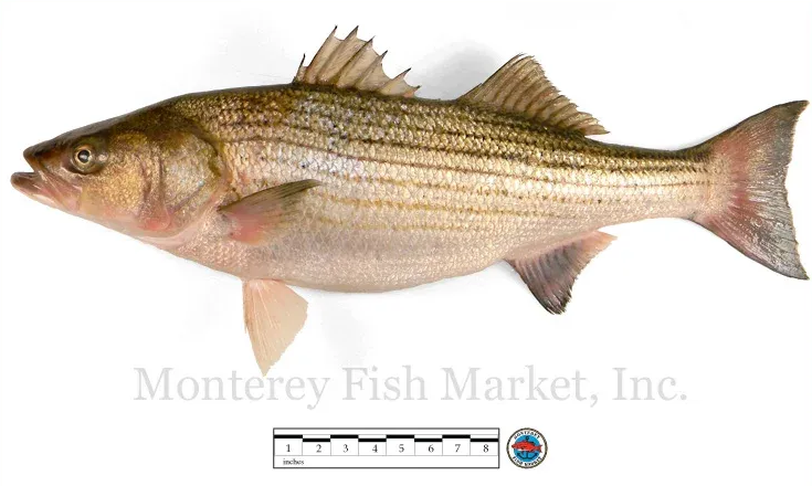 sea bass