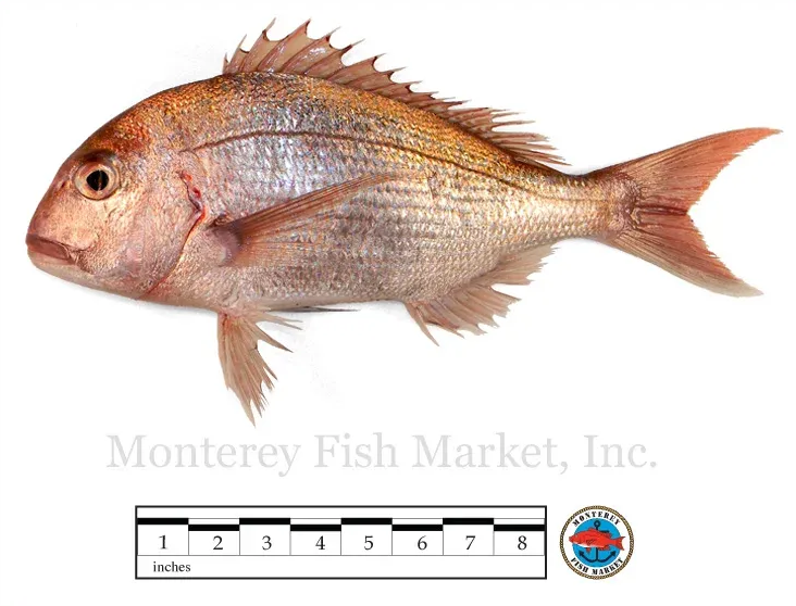 Snapper