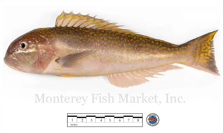 tile fish