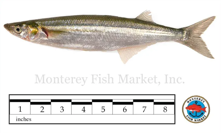 top smelt