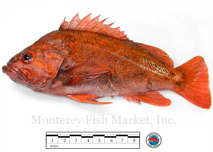 vermillion rockfish