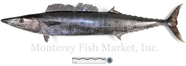wahoo