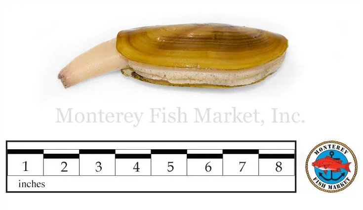 Western Razor Clam