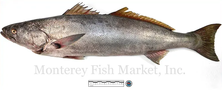 white sea bass