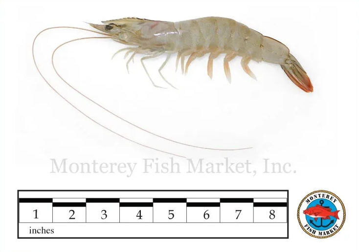 White Shrimp