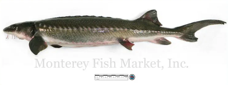 sturgeon