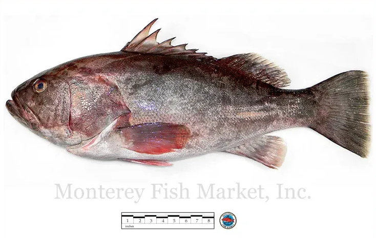 wreck fish