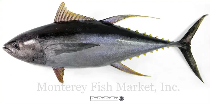 yellowfin tuna