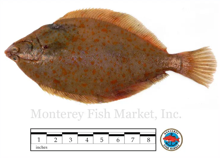 flounder