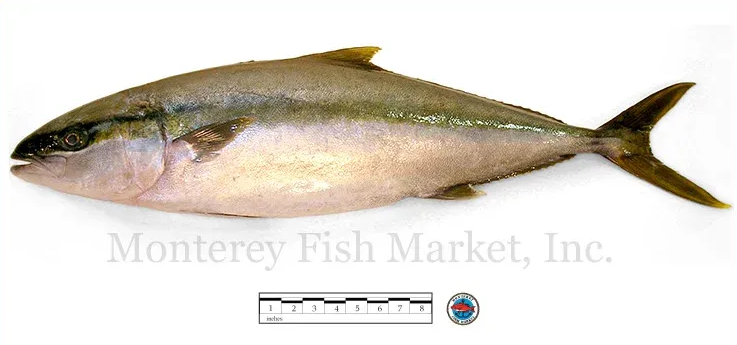 yellowtail jack