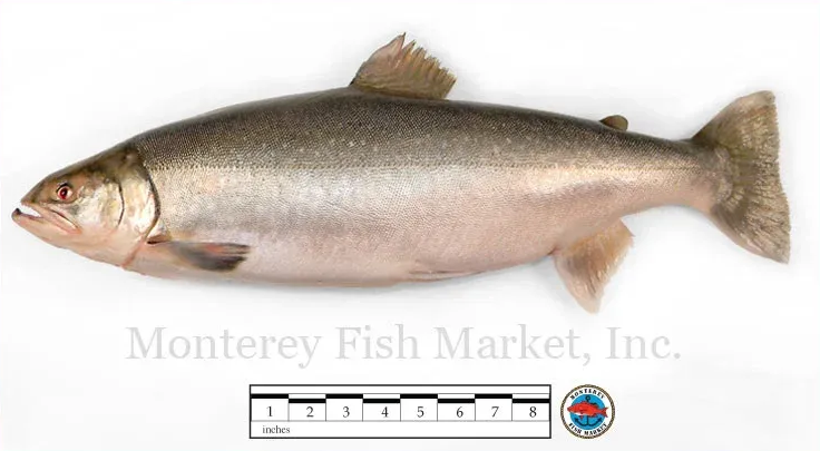 artic char
