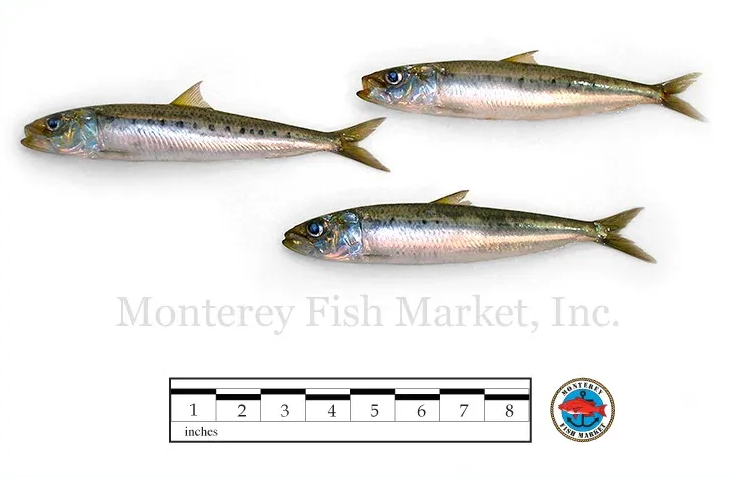 sardines