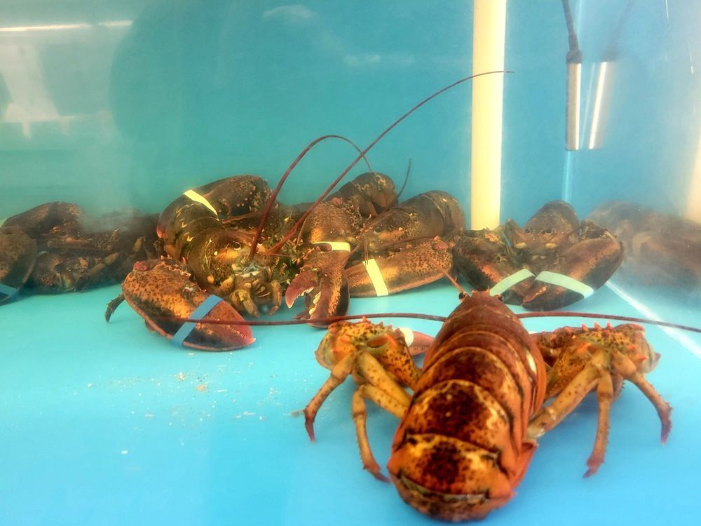 lobster