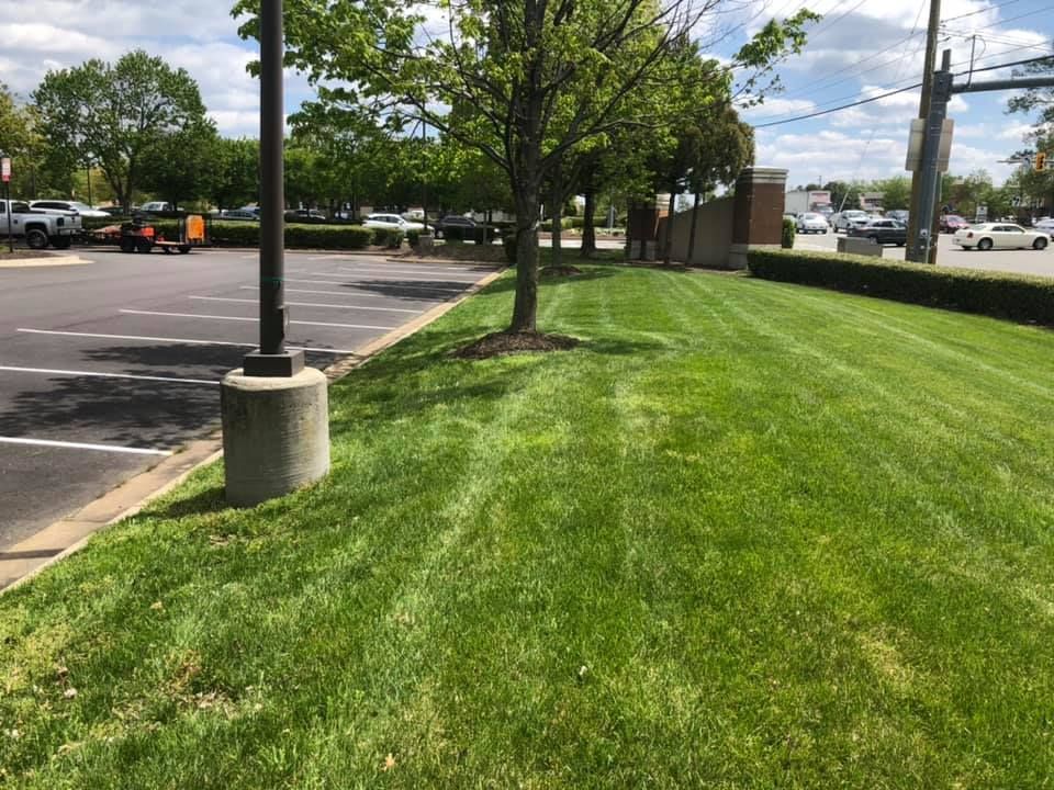 A lush green lawn in a parking lot next to a parking lot.