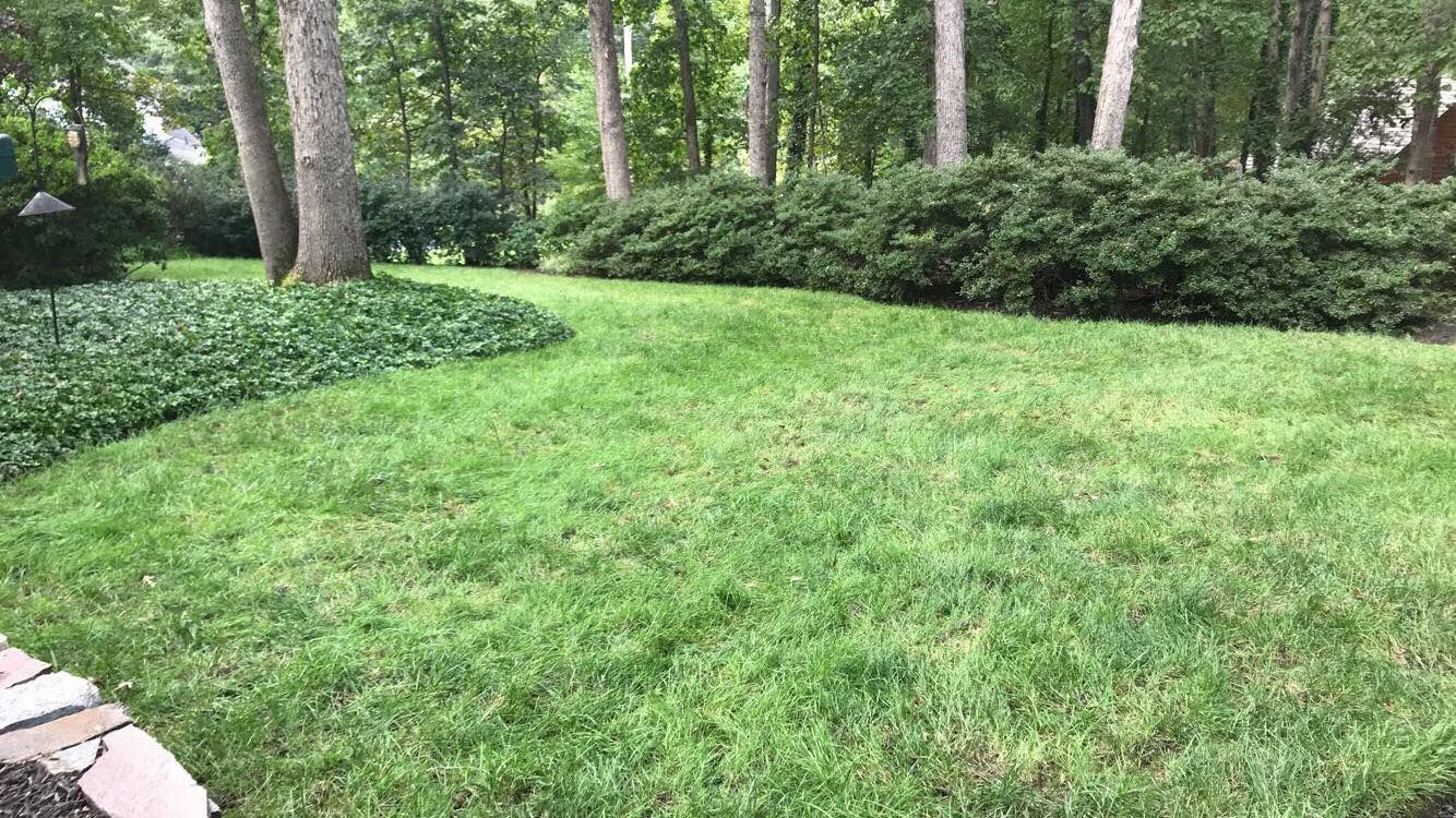A lush green lawn surrounded by trees and bushes in a backyard.