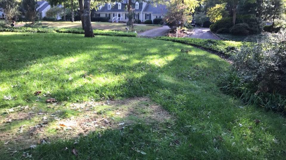 A lush green lawn with a driveway leading to a house.