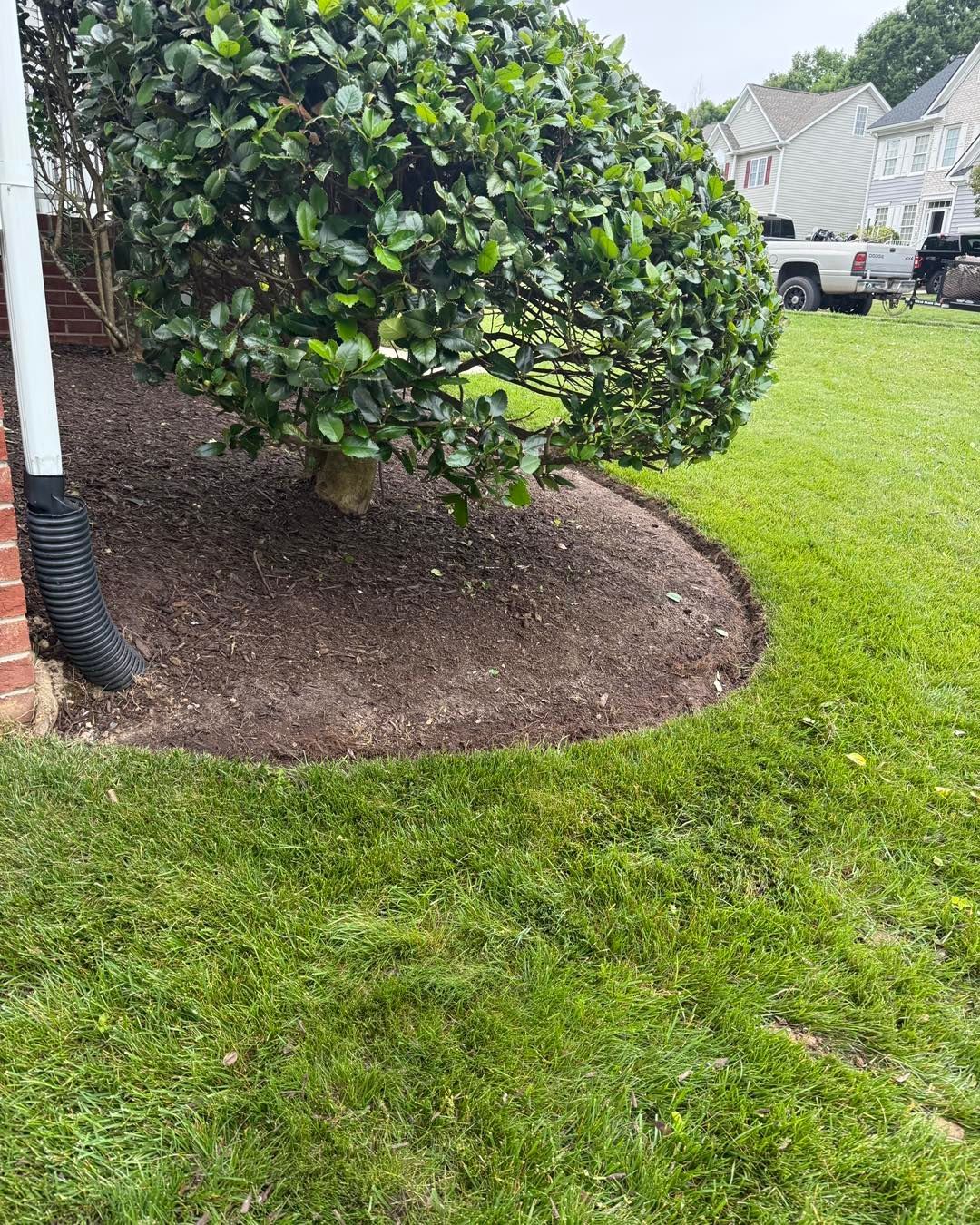 A tree is in the middle of a lush green lawn next to a house.