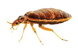 Pest Control of Bed Bugs | PestSmart Marlborough, NZ