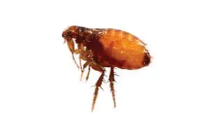 Pest Control of Fleas | PestSmart Marlborough, NZ