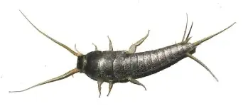 Pest Control of Silverfish | PestSmart Marlborough, NZ