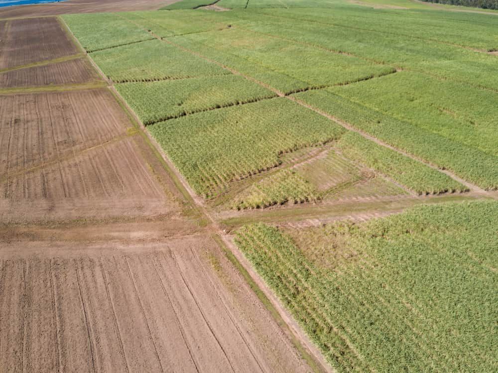 A Corn Field With Rows of Plants and Dirt — Signmax Bundaberg In Childers, QLD