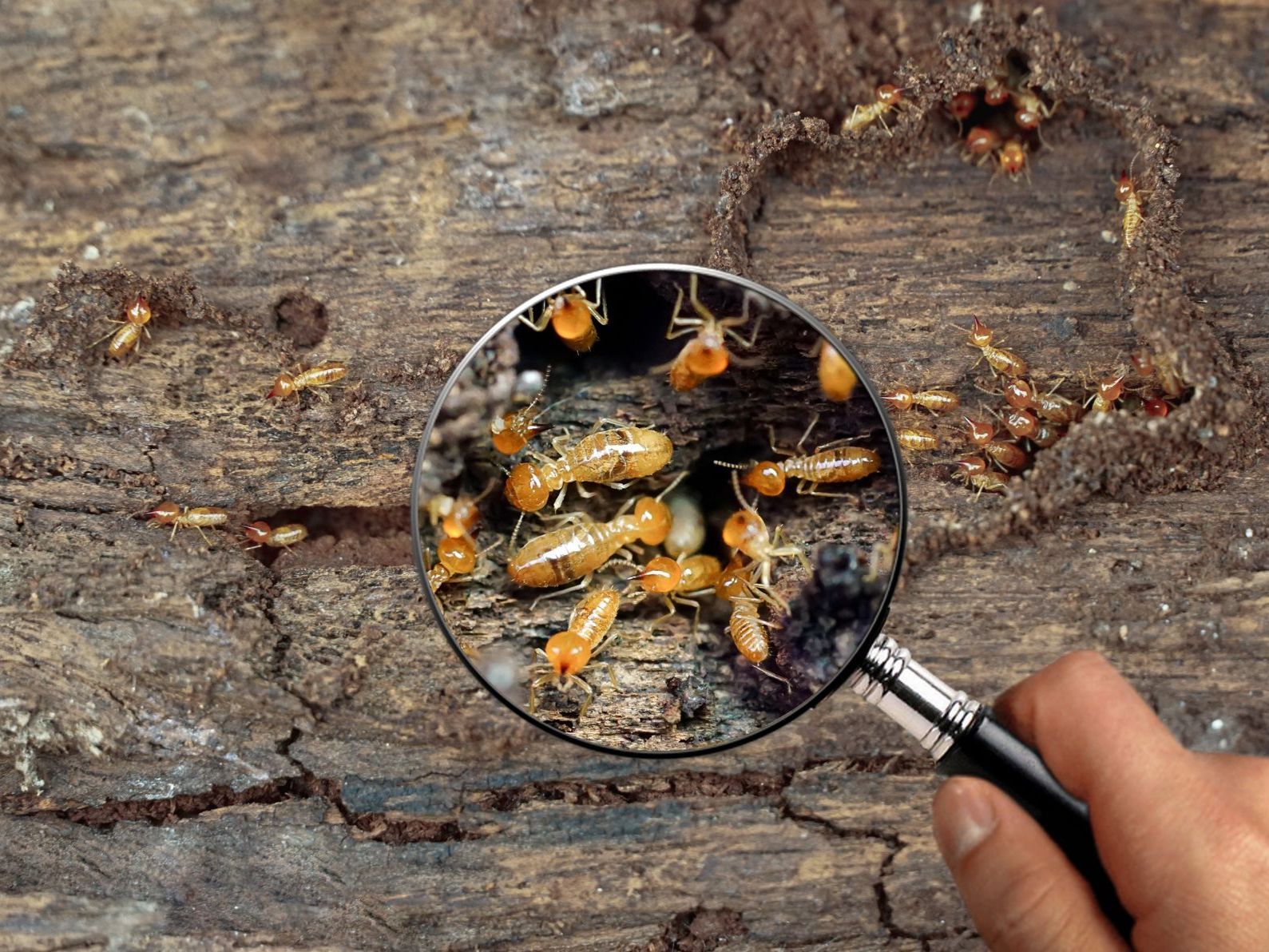 Magnifying glass zooming on termites
