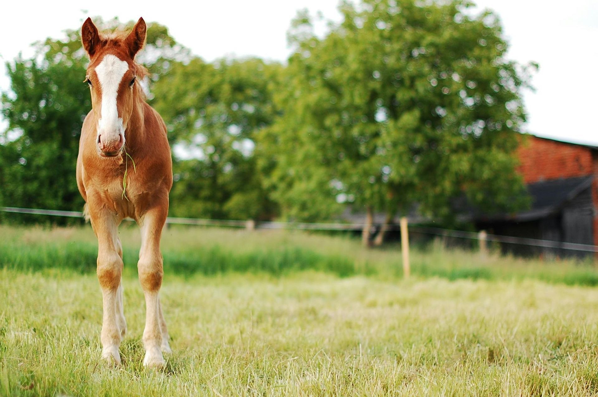 Foal standing in a grassy field with trees and a building in the background.