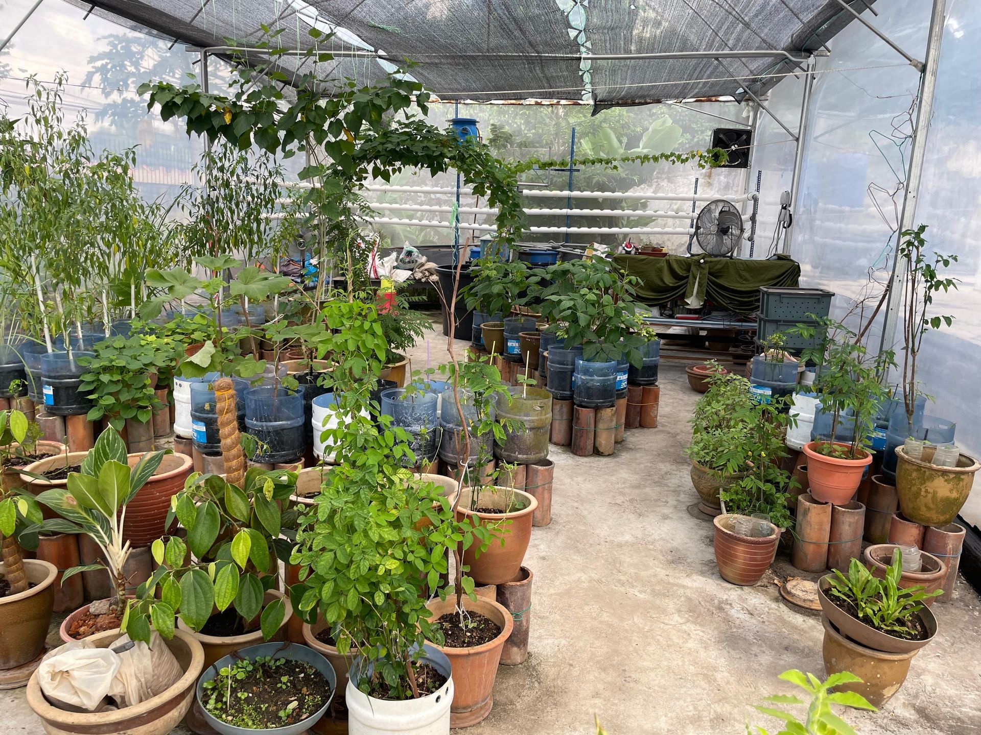 Greenhouse with various potted plants and a fan.