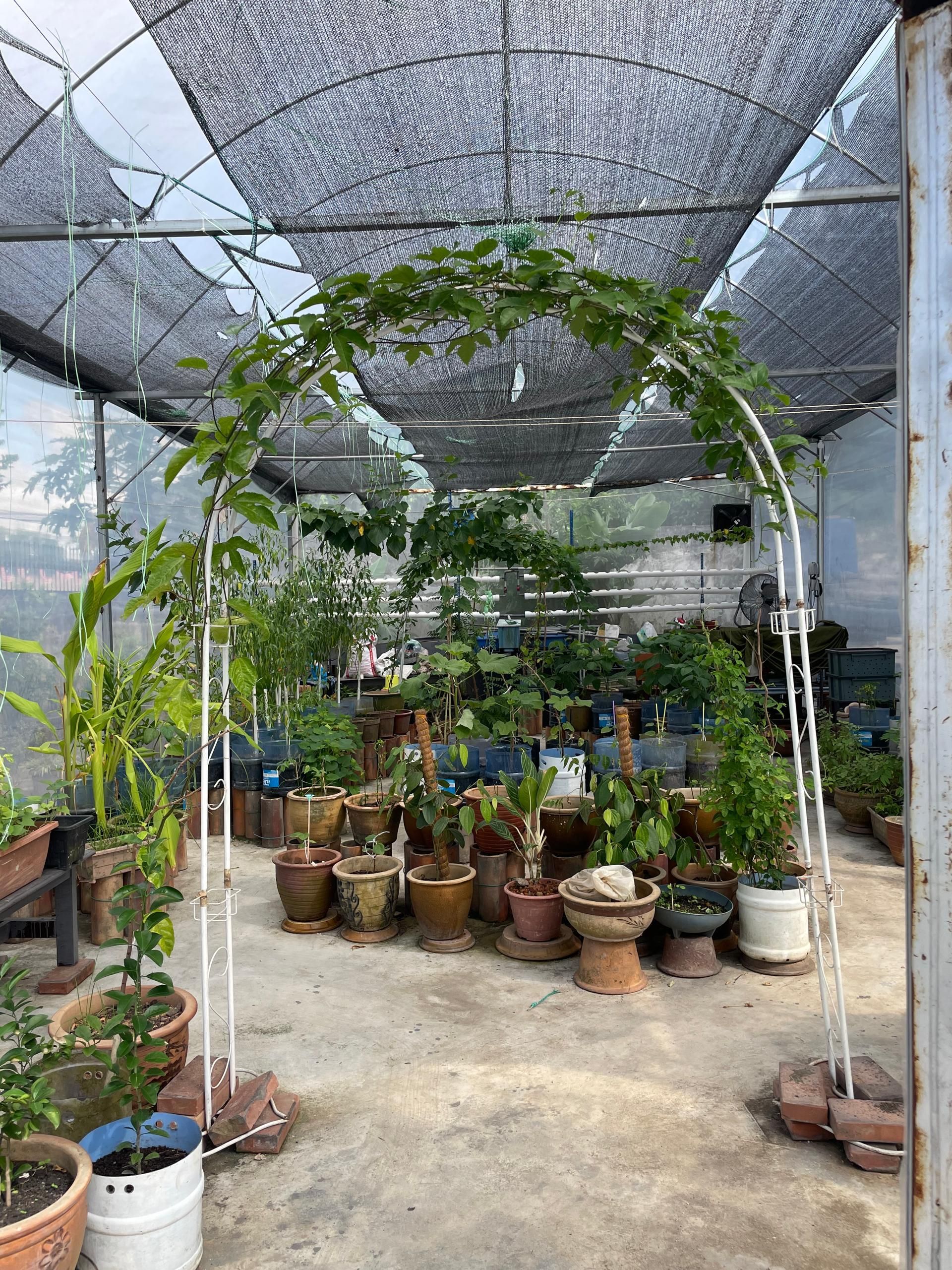 Garden greenhouse with arch, plants in pots, covered with shade cloth.