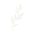 Light green sprig with delicate leaves.
