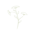 Pale green floral line drawing on white background.